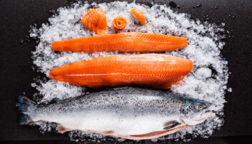 Estudios detallan beneficios de utilizar aceite vegetal en dietas de salmones