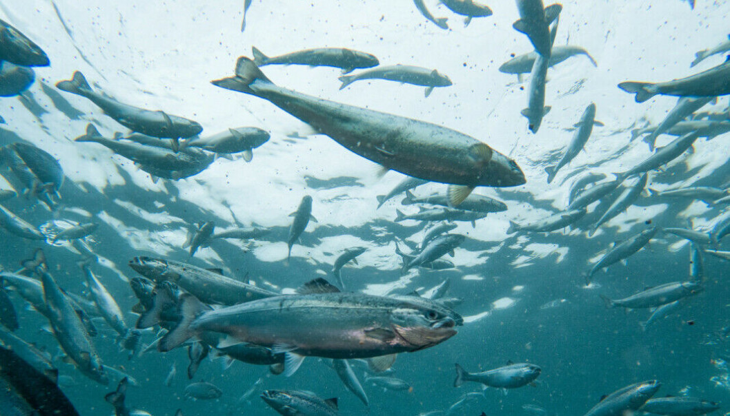Pesque en la primera piscina de Andfjord Salmon en Kvalnes, en Andøya. Pesque en la primera piscina de Andfjord Salmon en Kvalnes, en Andøya.