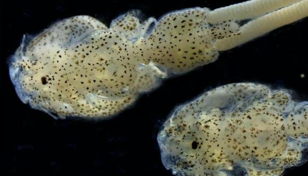 Caligus rogercresseyi macho y hembra. Caligus rogercresseyi macho y hembra.