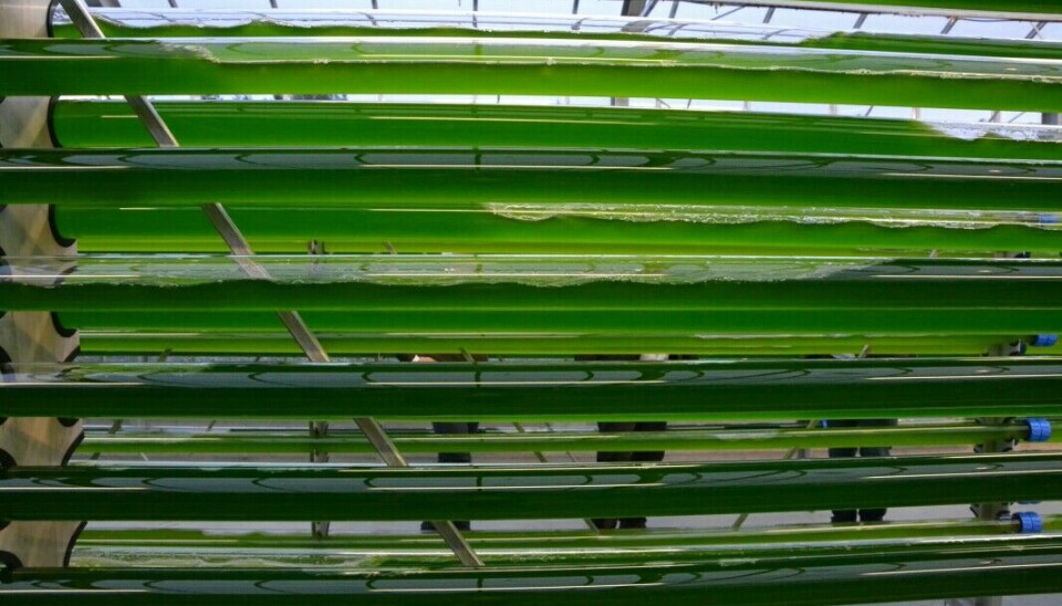 Cultivo de microalgas.
