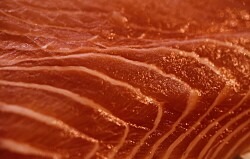 Continúa el incremento de ganancias por exportación de salmón chileno