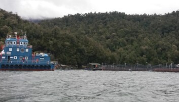 Cooke Aquaculture Chile responde por detención de siembras de la autoridad