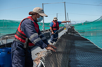 La salmonicultura chilena continúa firme en la recuperación de empleos directos
