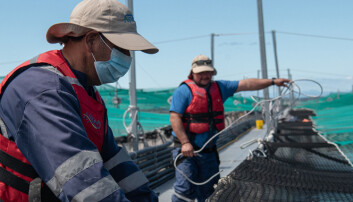 La salmonicultura chilena continúa firme en la recuperación de empleos directos