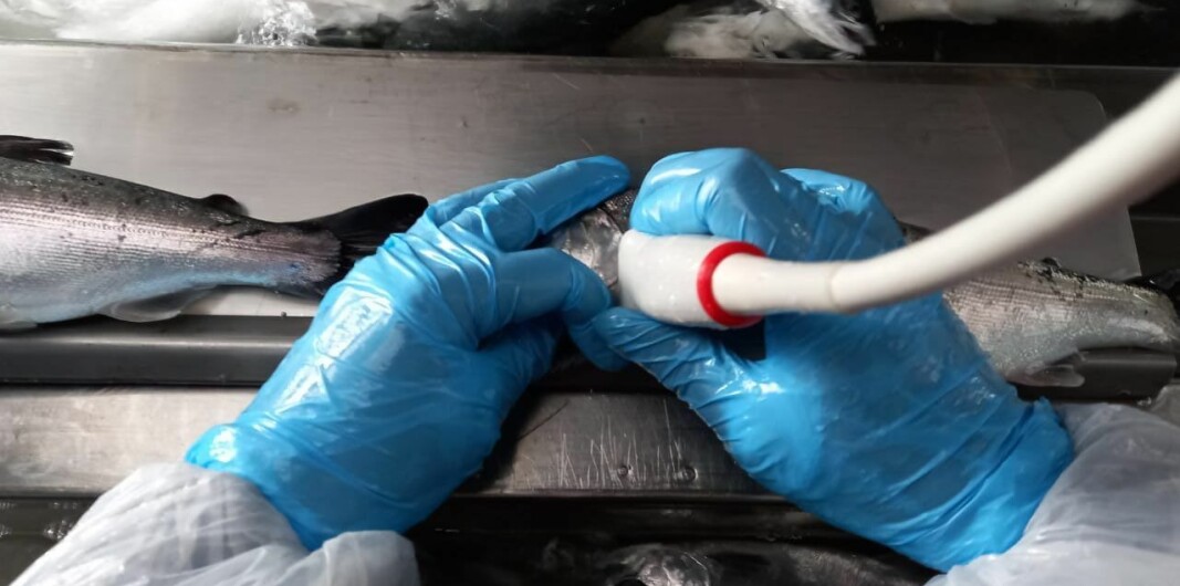 En Chile la insidencia de la patología podría ir desde menos del 1% hasta un 30%, con distintos grados de severidad dependiendo de variables como la densidad, la calidad del agua, y el sistema de cultivo que se utilice, entre otros. En Chile la insidencia de la patología podría ir desde menos del 1% hasta un 30%, con distintos grados de severidad dependiendo de variables como la densidad, la calidad del agua, y el sistema de cultivo que se utilice, entre otros.