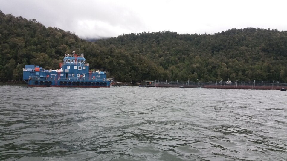 Productor de salmón acusa daño patrimonial por parte del Estado chileno