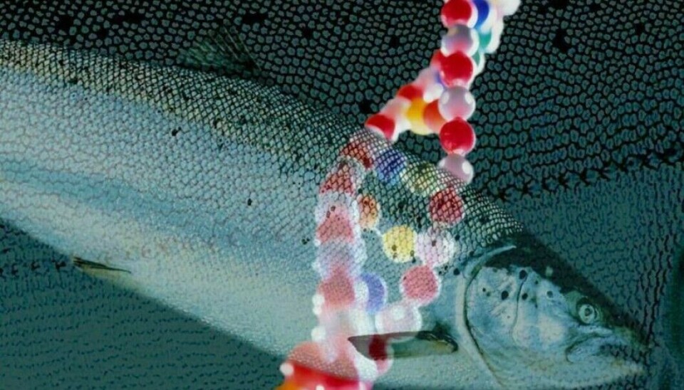 Imagen: Salmonexpert.