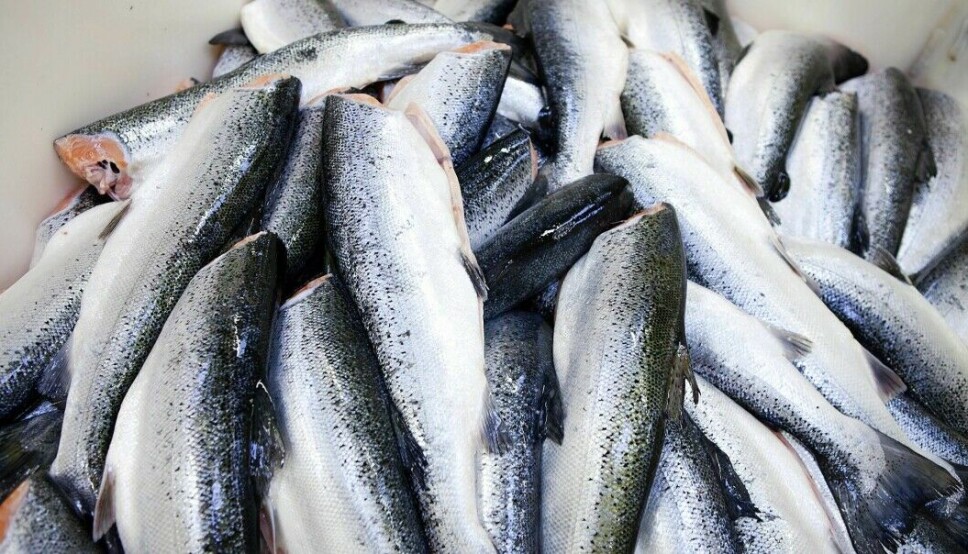 Por primera vez, Noruega exportó más de NOK 10 mil millones en productos del mar en cada uno de los doce meses del año. Además, las exportaciones de salmón superaron los US$9,9 mil millones. Por primera vez, Noruega exportó más de NOK 10 mil millones en productos del mar en cada uno de los doce meses del año. Además, las exportaciones de salmón superaron los US$9,9 mil millones.