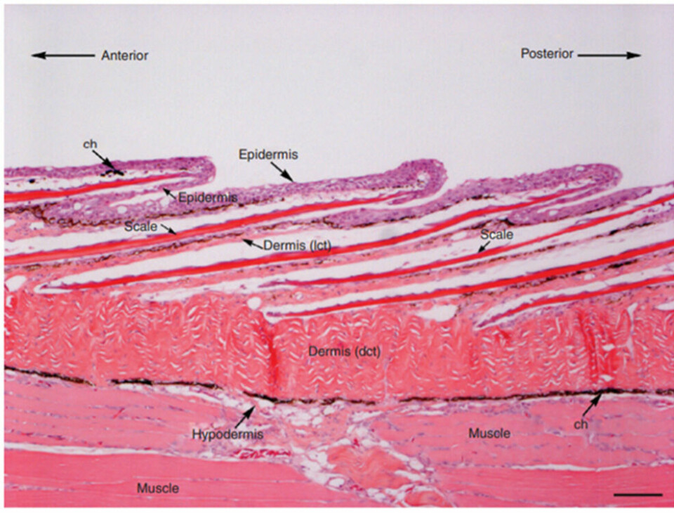 Imagen 1. Corte histológico (histología H&E) de las capas de la piel y sus estructuras (O. mykiss), Elliot 2010.