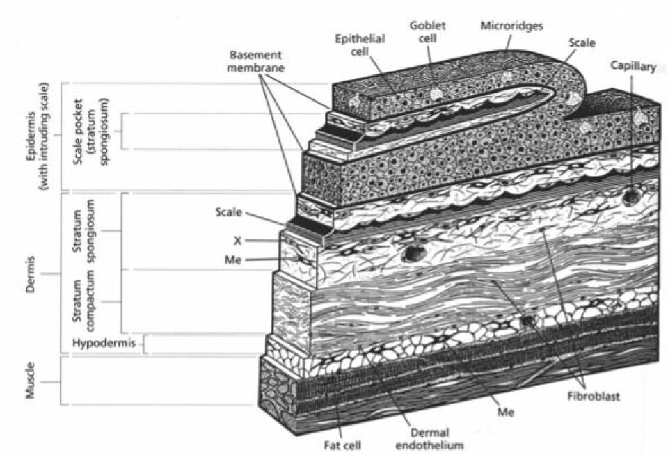 Imagen 2. Sección esquemática tridimensional de la piel en salmónidos, mostrando las diferentes capas y los tipos celulares más relevantes de la epidermis y dermis. Abreviaciones: X xantóforo; Me melanóforo (Fuente: Elliot 2000 / Jensen 2015).