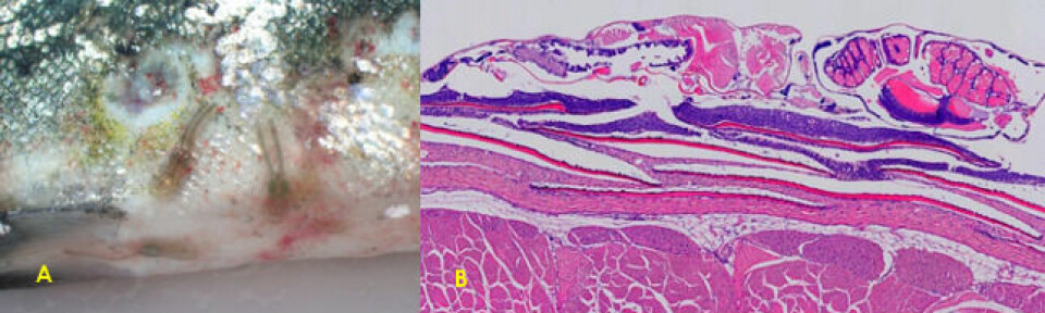 Imagen 5. Presencia de sealice (Caligus rogercresseyi) en piel dañada (A). Sección histológica de C. rogercresseyi sobre epidermis de S. salar, tinción H&E (B).