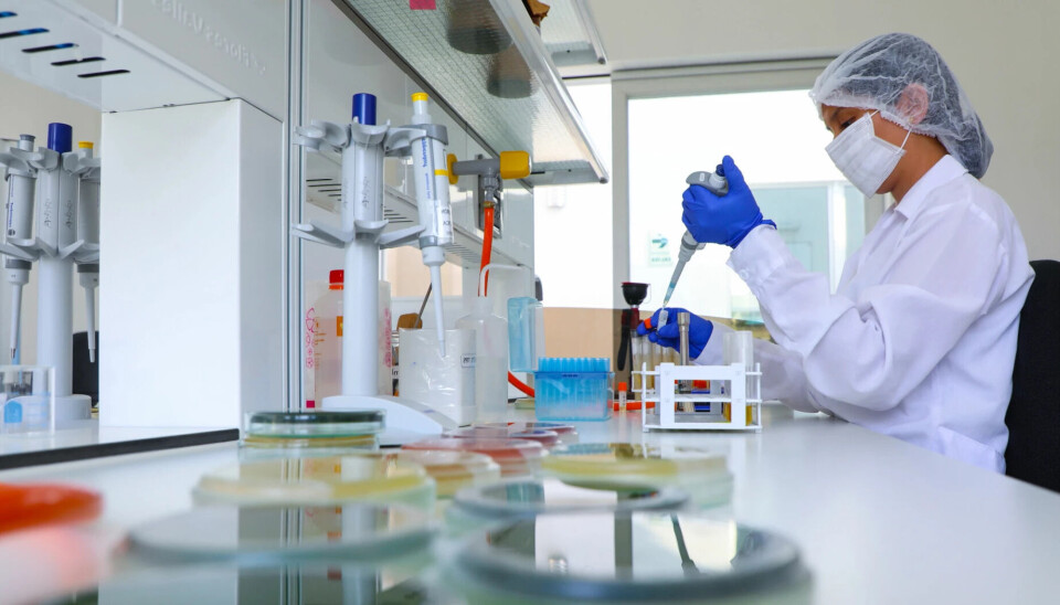 Conoce los resultados de nuevos compuestos para combatir la piscirickettsiosis laboratorio, ciencia, PCR, investigación