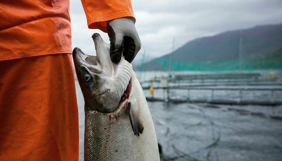 Para las últimas generaciones de salmón, la mortalidad a nivel nacional ha sido relativamente estable en alrededor del 15% desde la siembra hasta la cosecha.
