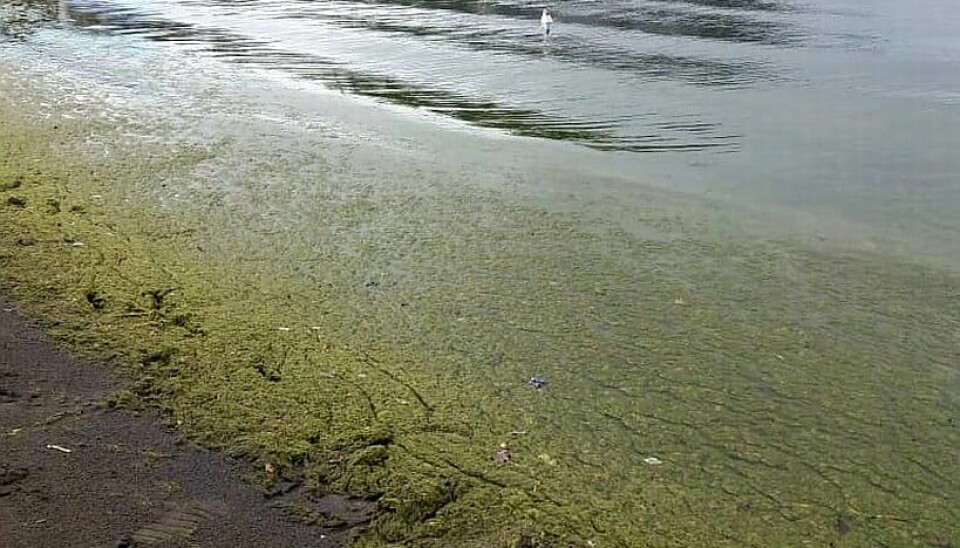 El florecimiento de algas de color verde que se han visto en las cercanías de Puerto Montt se trata floración de algas no nocivas que no generan daño a las especies ni al ser humano.