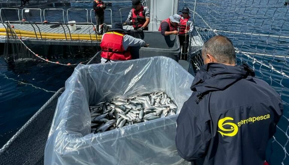A la mañana del viernes 24 de febrero, se habían recapturado 7.761 peces.
