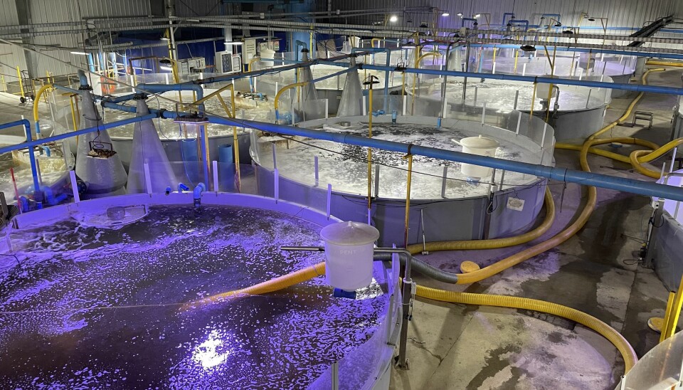 La sala de esmoltificación es la última etapa por la que pasan los peces antes de su despacho a los centros de engorda de salmones que mantiene Cermaq en el área del seno Skyring, en Magallanes.