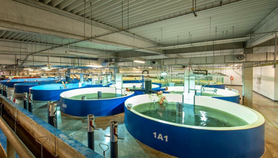 En la piscicultura RAS de AquaMaof en Polonia se cultivan salmones desde la ova hasta peso de cosecha (5 kg).