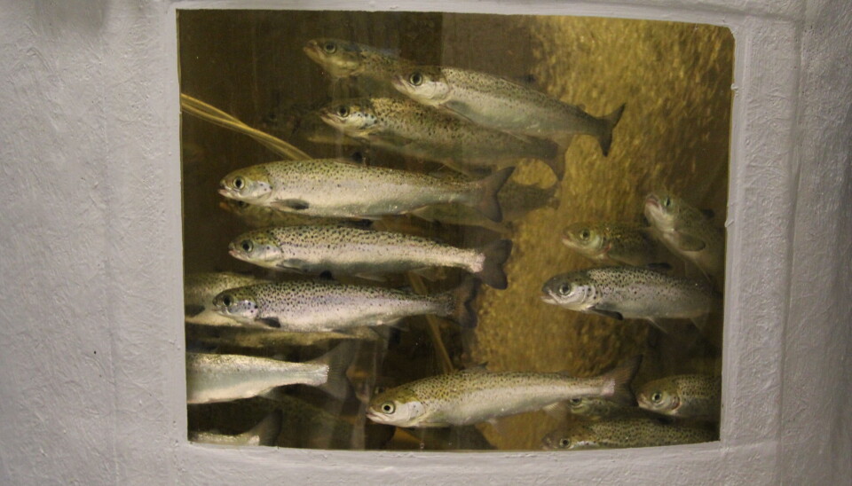 salmones, estanque, piscicultura