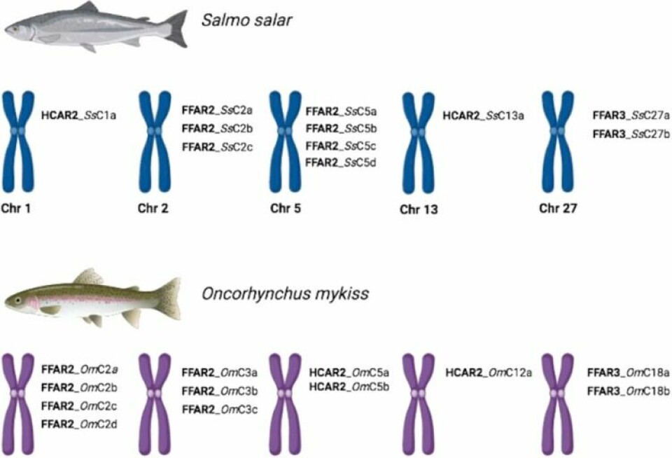 Ideograma que representa la ubicación cromosómica de los genes que codifican los receptores de butirato FFAR2, FFAR3 y HCAR2, en salmón Atlántico y trucha arcoíris.