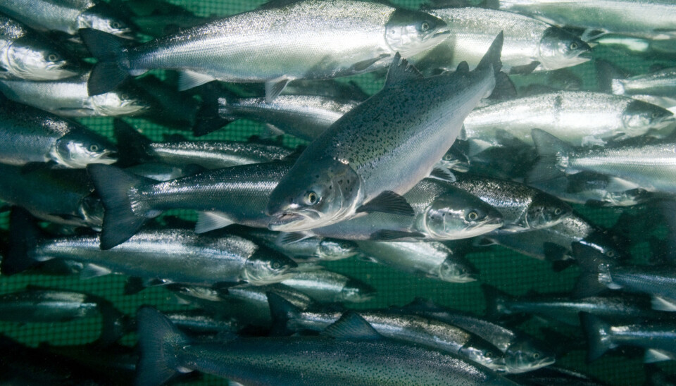 Foto tatt av Rudolf Svensen hos norsk lakseoppdretter. Atlantic salmon (Salmo salar). Fri ikke-kommersiell bruk for DVA (Se tekstfil for mer info).