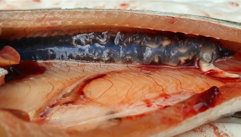Nefrocalcinosis severa en salmón Atlántico: gran cantidad de depósitos en el riñón acompañados de tejido inflamado y pérdida de la estructura normal.