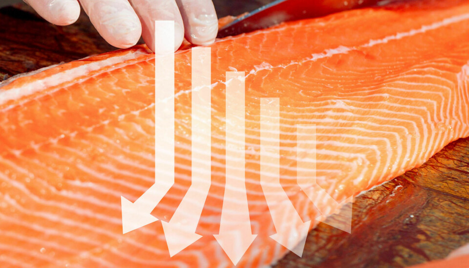 Los volúmenes récord hicieron bajar los precios del salmón la semana pasada.