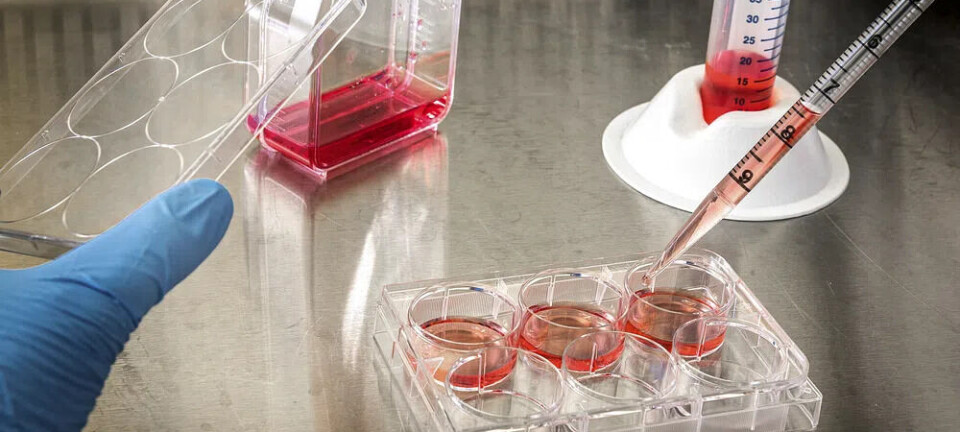 Respuesta inmune en células branquiales frente a la infección por Piscirickettsia