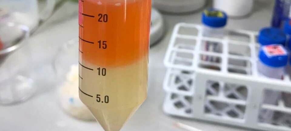Científico chileno busca darle nueva vida a subproductos del salmón