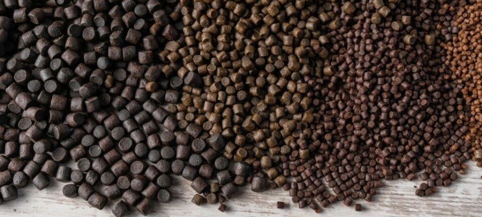 Dietas para salmones: evolución, eficiencia y sostenibilidad