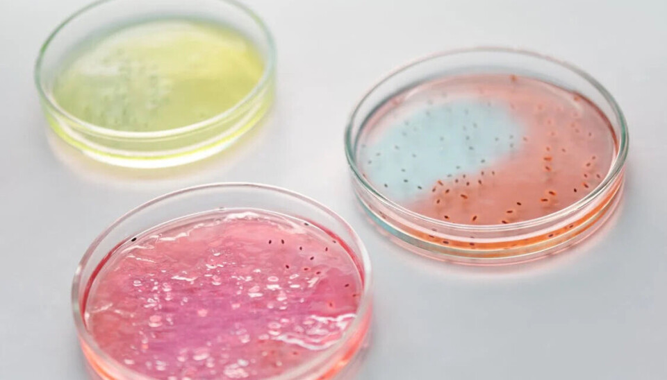 Científicos identifican proteína clave que podría explicar la virulencia de Piscirickettsia