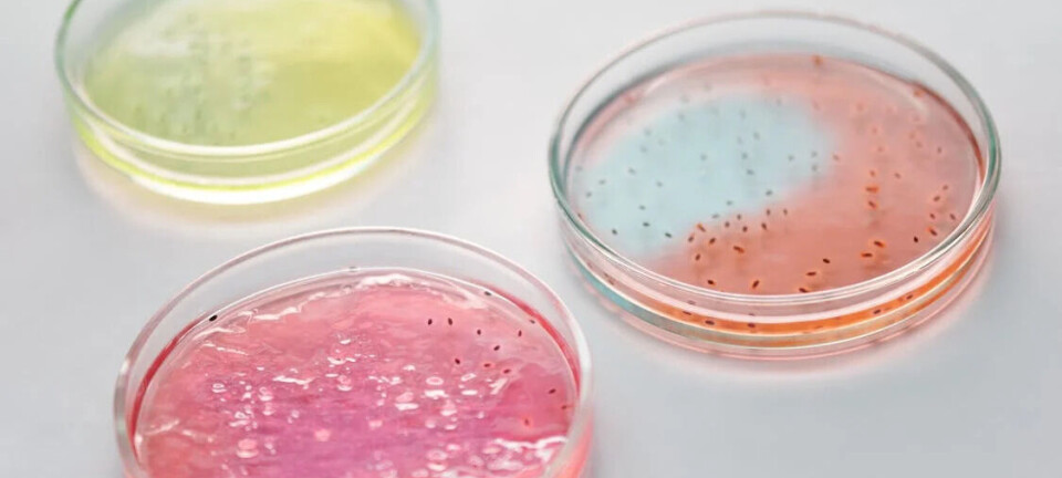 Coinfección por genogrupos de Piscirickettisa podría llevar a un aumento de su patogenicidad