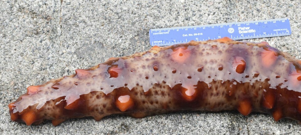 Pepinos de mar como solución sostenible para el biofouling de centros de cultivo