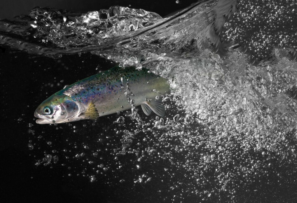 Desde 2018, el productor Biofish ha entregado cinco millones de smolts de 100 a 550 gramos. Foto: Biofish.