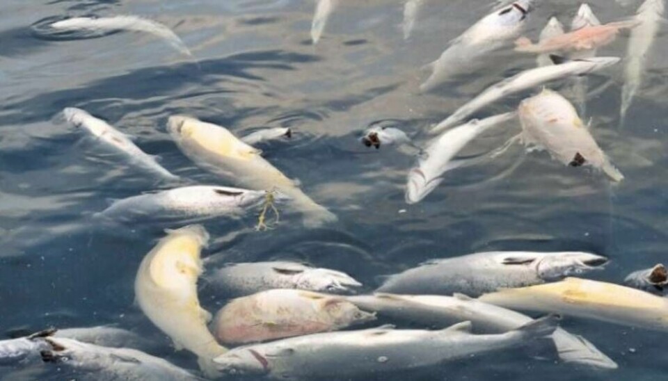 Se extrajeron peces sin vida desde una profundidad de 35 metros desde las jaulas de Lerøy en Reitholmen, en la isla de Hitra