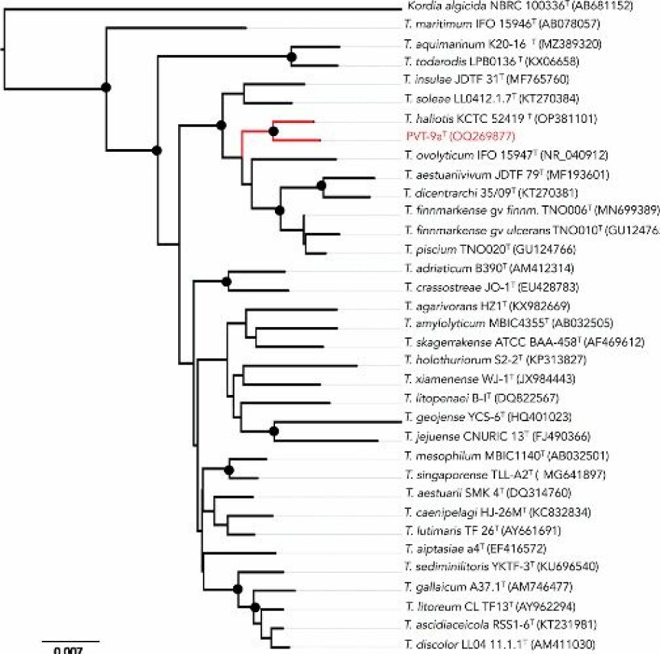 Posición taxonómica de Tenacibaculum bernardetii PVT-9aT dentro de las 32 especies tipo del género Tenacibaculum.