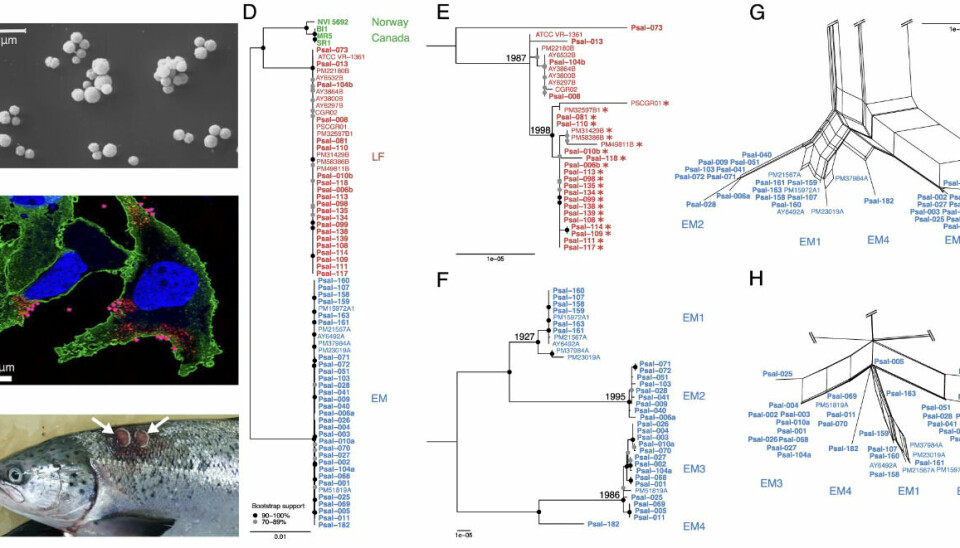 D) Árbol filogenético de los 73 aislados de P. salmonis . Los aislados chilenos del genogrupo LF se representan en rojo, los del genogrupo EM en azul y los aislados noruegos y canadienses en verde. E y F) Árboles detallados de los genogrupos LF y EM, respectivamente. Los números que quedan de los nodos dan estimaciones para el inicio de la divergencia. Los asteriscos indican cepas resistentes a quinolonas con una mutación puntual gyrA G259T. G y H) Subredes de alta resolución inferidas por el análisis SplitsTree NeighborNet a partir de la alineación central del genoma y de la presencia/ausencia de tipos de elementos extracromosómicos, respectivamente, en los genomas del genogrupo EM.