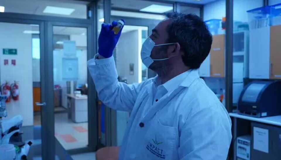 Chilenos desarrollan biomaterial de salmón para reparar huesos y cartílagos