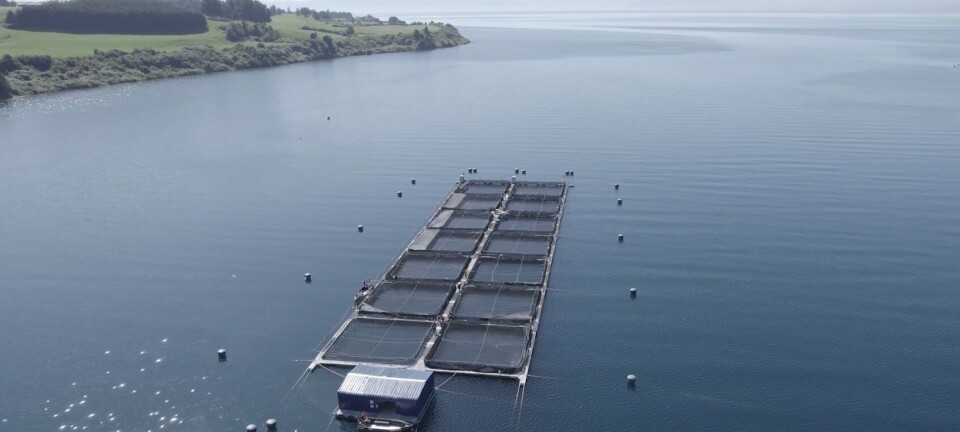 Inician formulación de denuncias por escape de 60 mil salmones al Lago Llanquihue