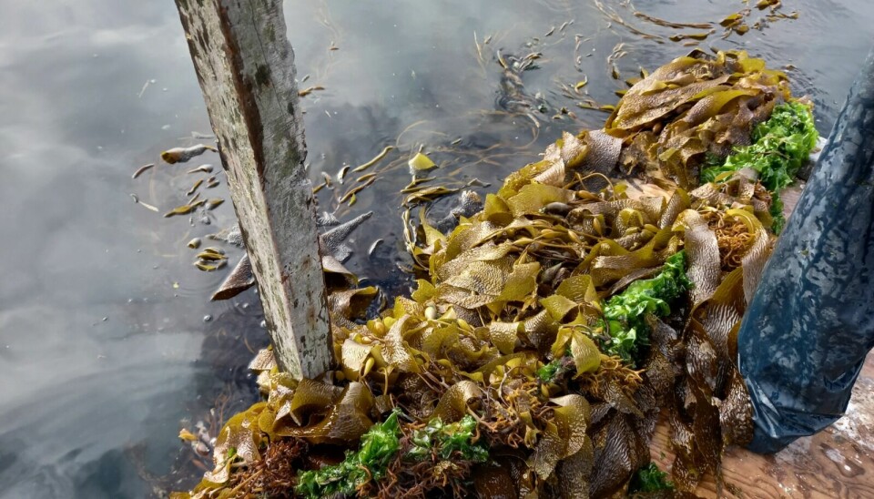 Solo el 5% de las algas que se producen en el país provienen de cultivo.