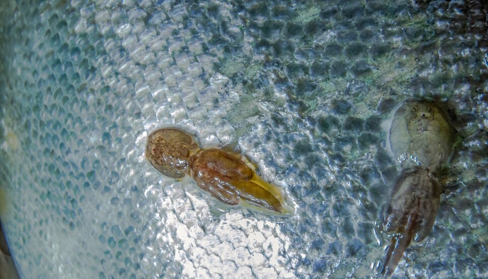 Los científicos han estudiado la forma en que las células de la piel del salmón coho encapsulan, matan y expulsan los piojos, y creen que la edición genética podría activar la misma respuesta en el salmón del Atlántico.