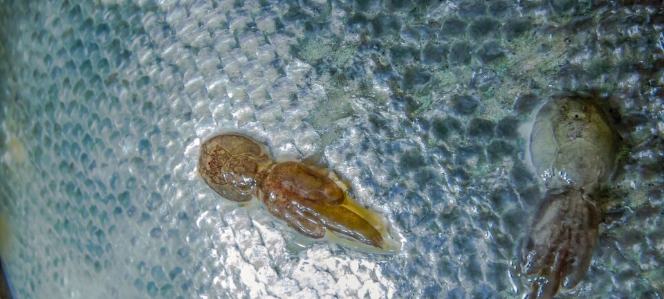 Edición genética podría dar al salmón del Atlántico mayor protección contra los piojos