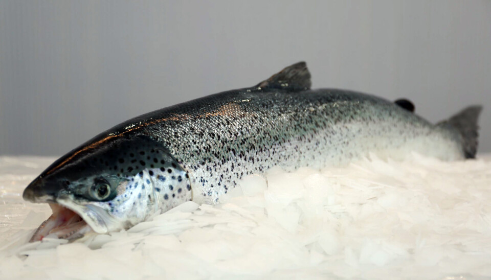Nordic Aqua afirmó que el 99% del pescado cosechado hasta ahora es de calidad superior