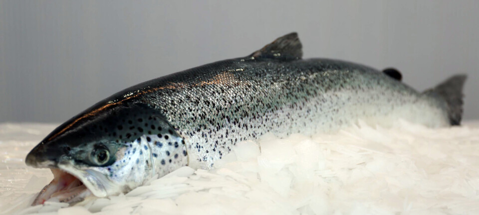 Salmonicultor se retrasa levemente: realiza una nueva cosecha de prueba