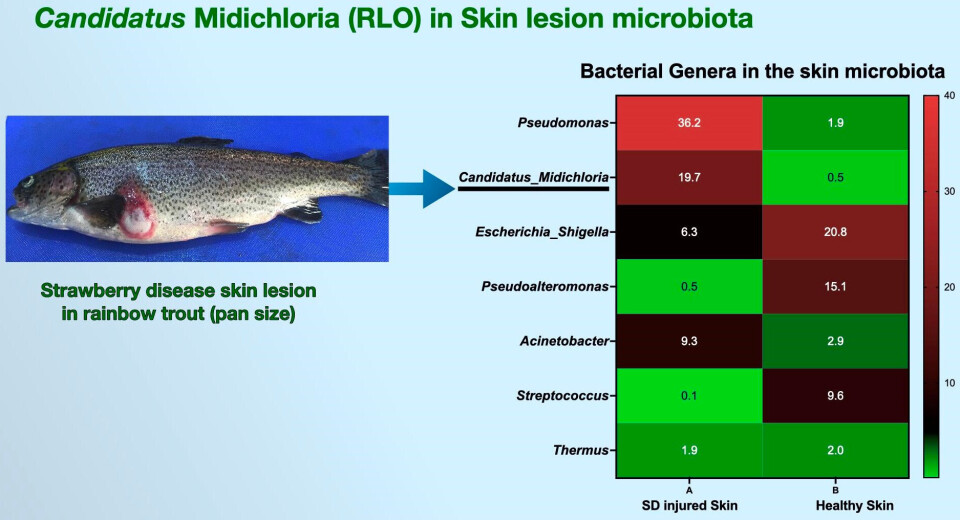 Describen cambios en la microbiota asociada a la enfermedad de la fresa