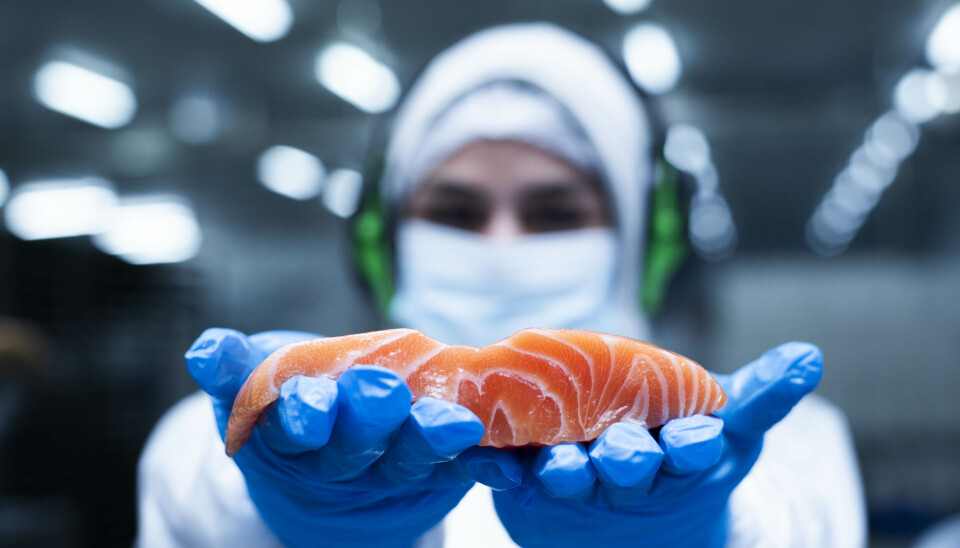 Los mayores exportadores de salmón chileno al primer trimestre