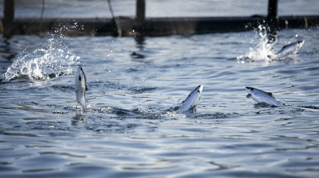 Centro de cultivo de salmón. Foto: Cermaq.