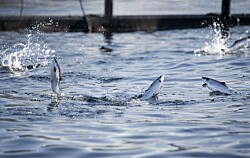 Ratifican indemnización por accidente laboral en centro de salmón de Quemchi