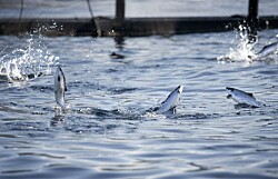 Ratifican indemnización por accidente laboral en centro de salmón de Quemchi