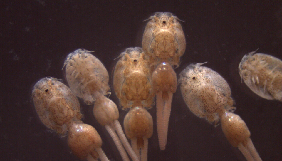Revelan resultados de efectividad del imidacloprid sobre Caligus caligus, piojo, sea lice, parásito, parasitosis