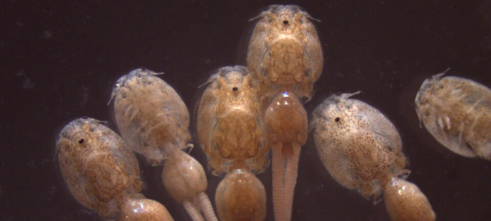 Revelan resultados de efectividad del imidacloprid sobre Caligus